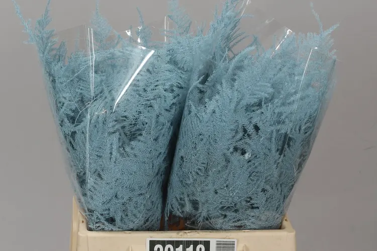 Asparágus 1e Veren Light Blue 45 cm