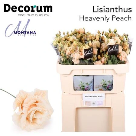 Eustóma Dy Alissa Heavenly Peach 72 cm