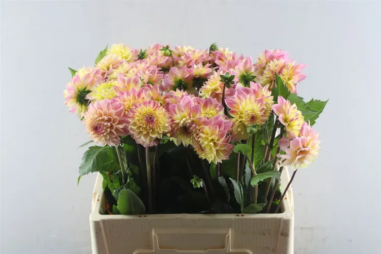 Dahlia Happy Sweet 60 cm