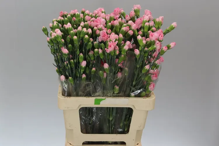 Di Tr Pink 65 cm