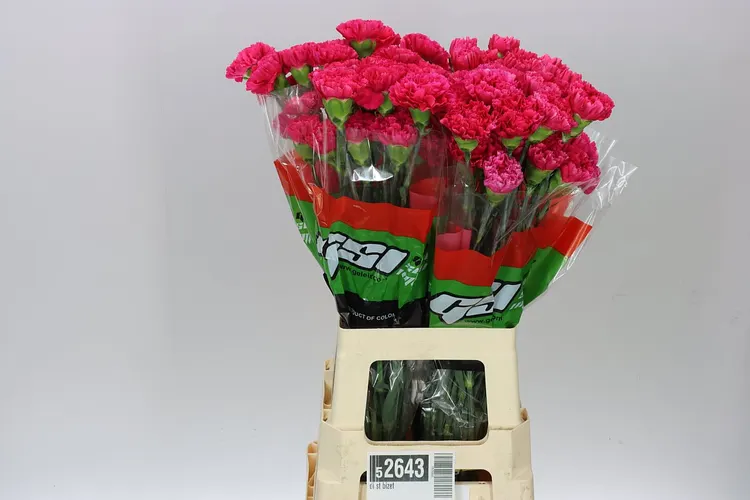 Karafiát Bizet 70 cm