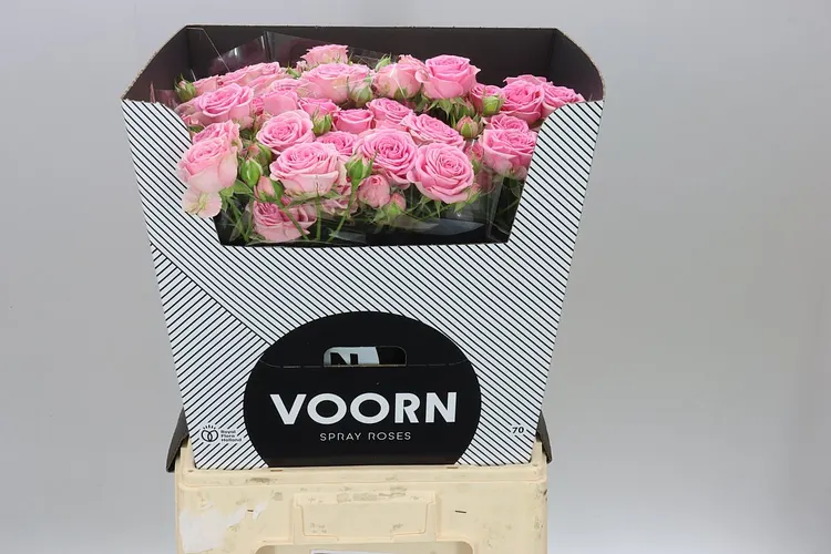 Rosa Tr Madam Sofie New 70 cm