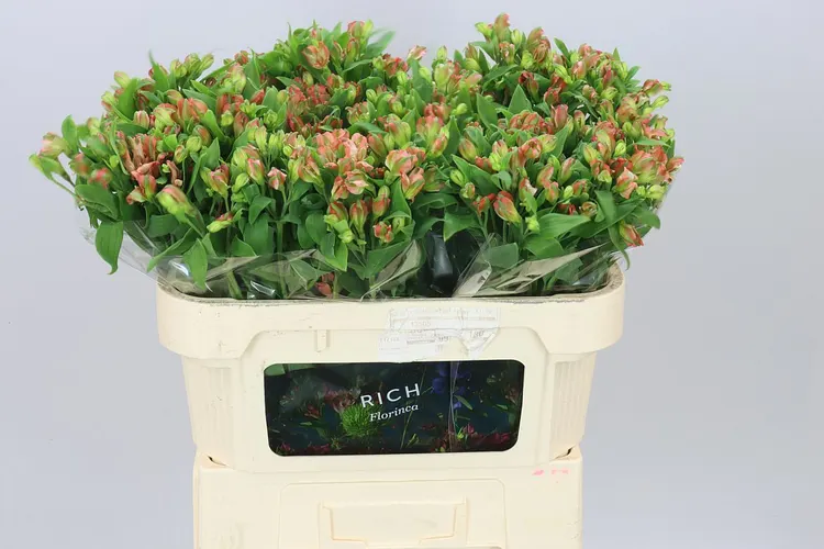 Alstro Charm Coral 70 cm