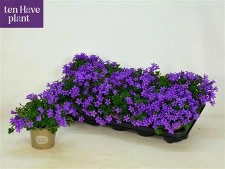 Zvonček Port Porto črepník 11 cm