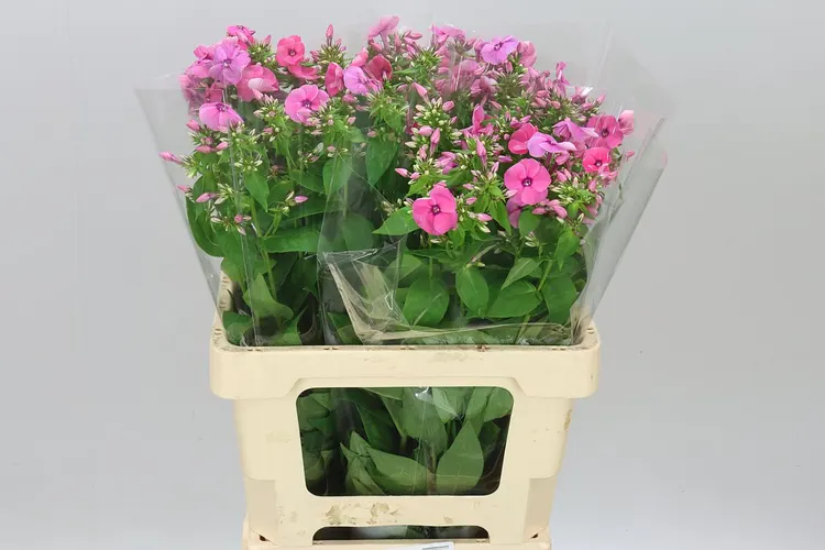 Flox Rebel Lady 60 cm