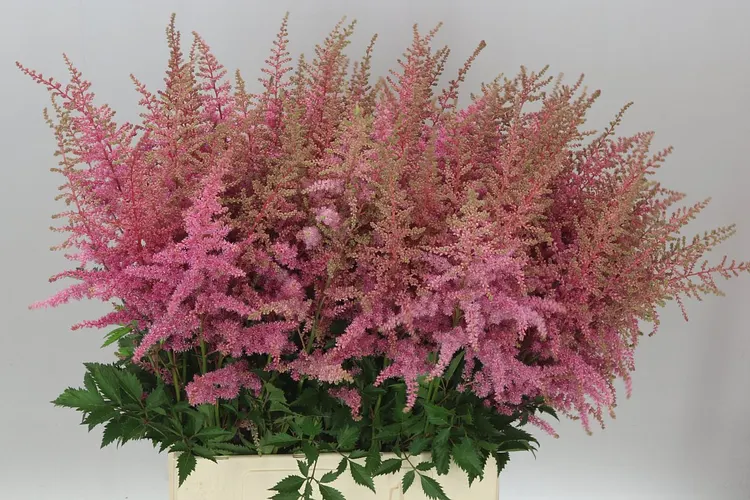 Astilbe Cattleya 80 cm
