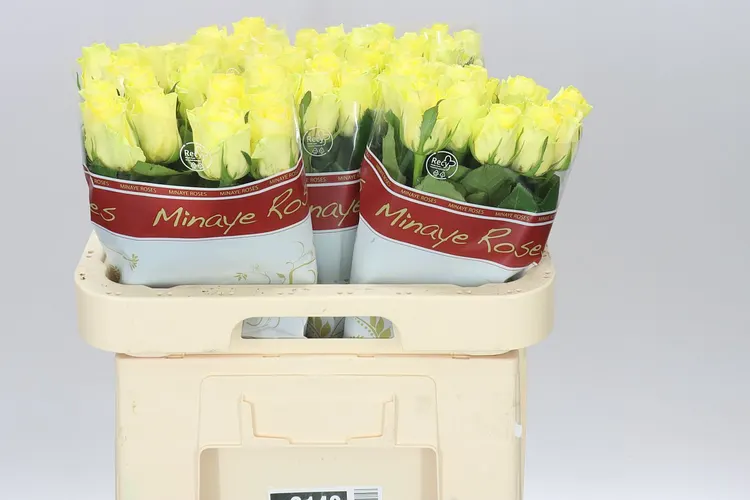 Rosa Gr Minion 60 cm