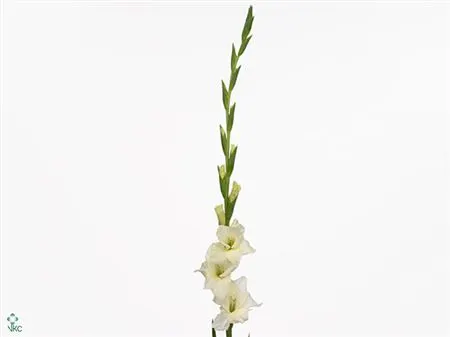 Gladioly (Gladiolus)