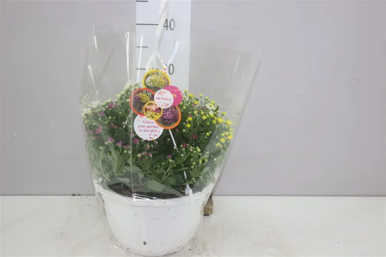 Chryzantéma črepníková Skyfall mix In, závesný črepník črepník 25 cm