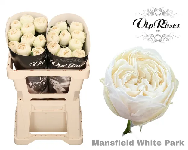 R Gr Mansfield White Park 50 cm