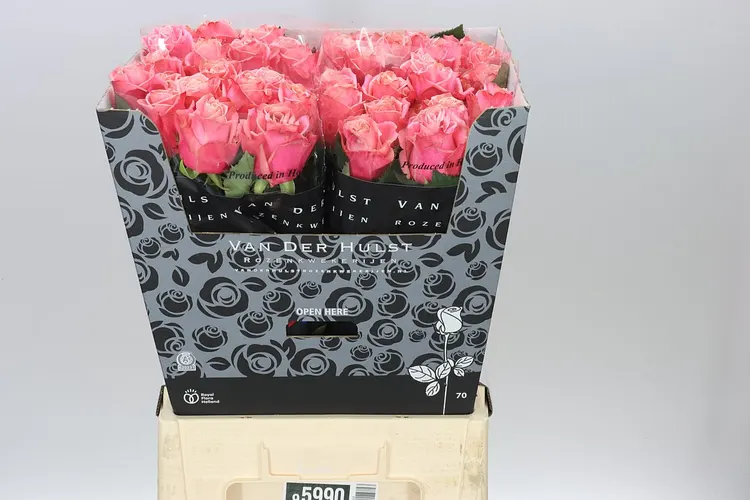 Rosa Gr Adele 70 cm