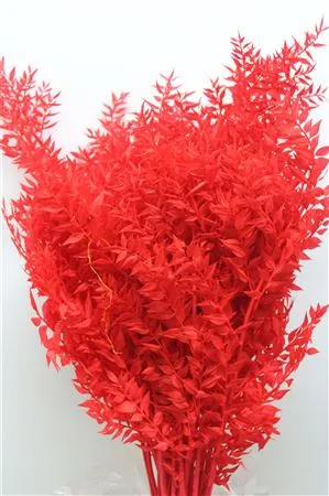 Ruscus Red 65 cm