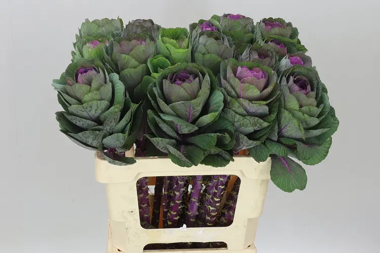 Brassica Red Crane 60 cm