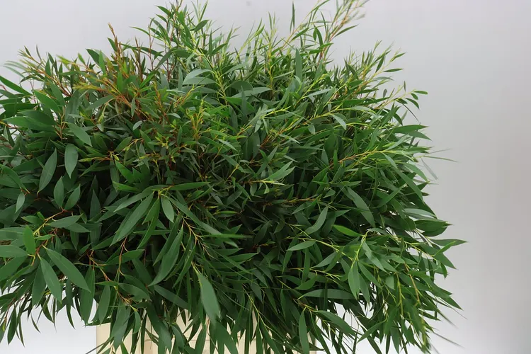 Igg Euc Moorei X10 Stems 60 cm