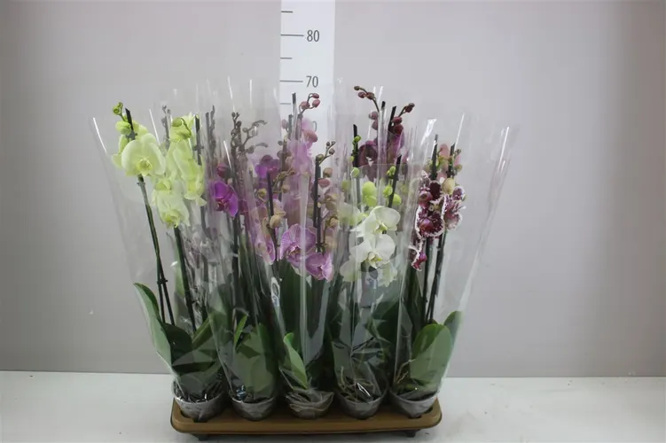 Phal Gemengd 3 Tak Ex črepník 12 cm