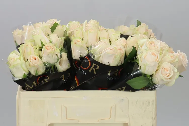 Ruža Wedding Rose 50 cm