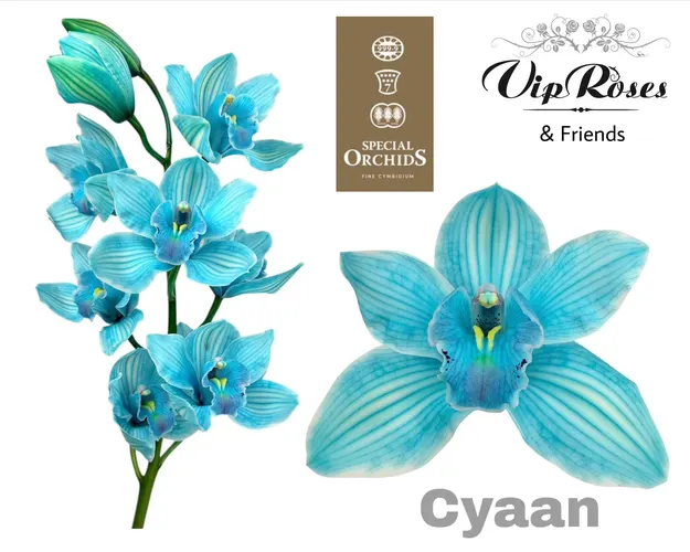 Orchidea Cymbidium farbená Cyaan 80 cm