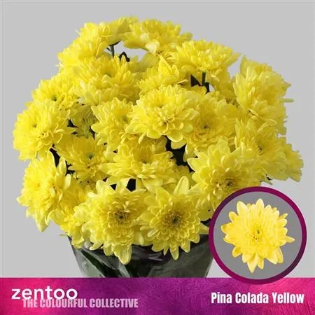 Chr T Pina Colada Yellow 70 cm