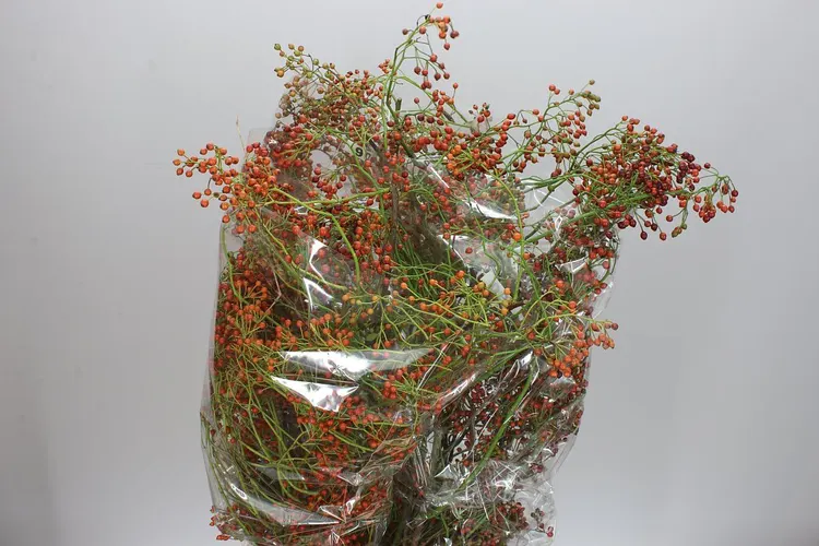 Rozenbottel Corallo 90 cm