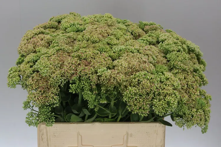 Sedum Spectabile 55 cm