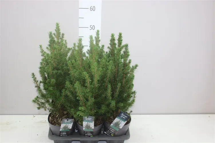 Picea Gl Conica črepník 14 cm