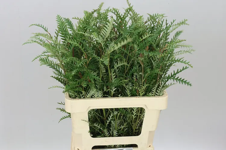 Grevilea Ivanhoe 60 cm