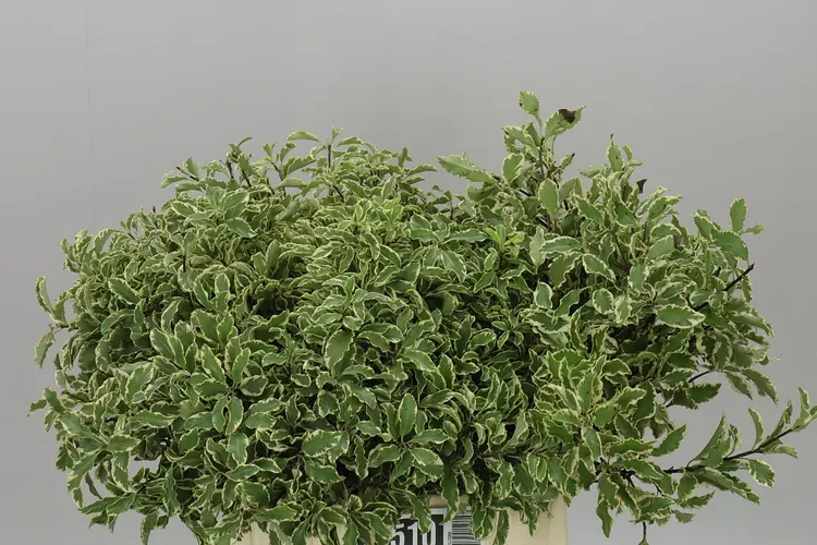 Pittosporum Fine Bont 50 cm
