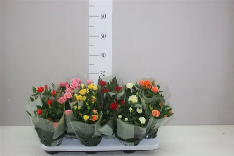 Ruža črepníková Kordana mix črepník 10,5 cm