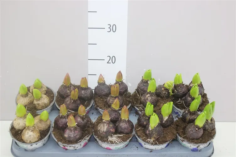 Hyacint mix 3pp črepník 12 cm