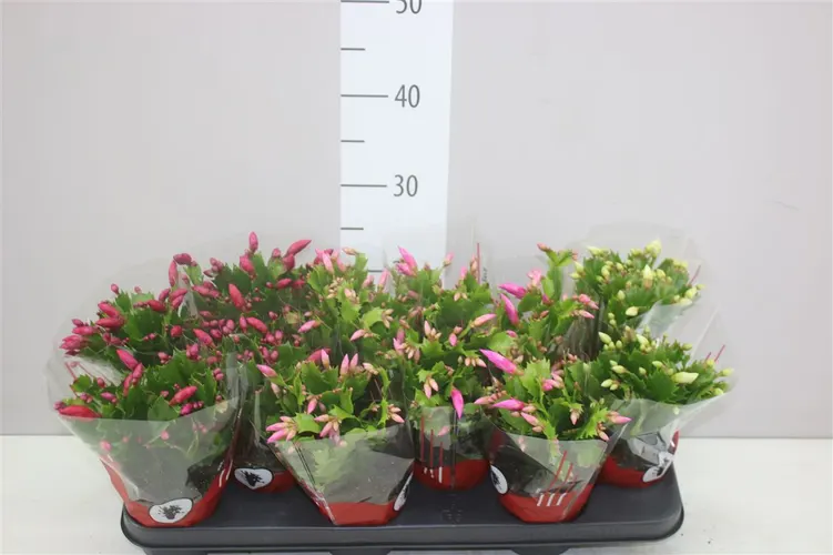 Schlumbergera mix črepník 10,5 cm