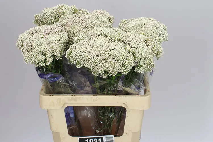 Ozothamus White ( Blush Pink ) 60 cm