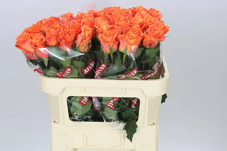 Rosa Gr On Fire 70 cm