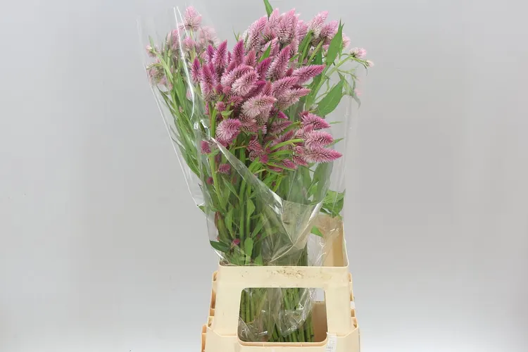 Celózia Celway Pink 80 cm