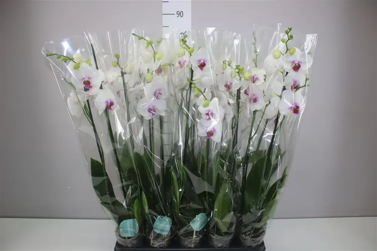 Phal Red Lips 2 Tak črepník 12 cm