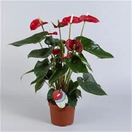 Antúrium Madural črepník 14 cm