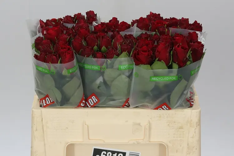 Rosa Gr Upper Class 50 cm