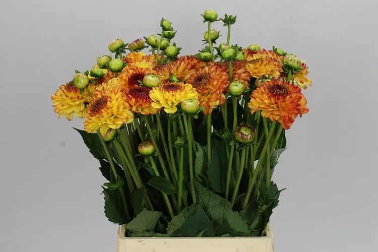 Dahlia Icoon 45 cm