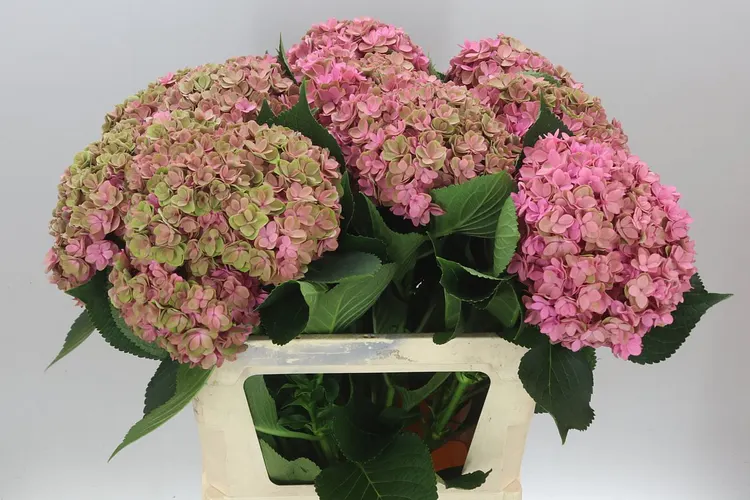 Hyd Kiss Classic 80 cm