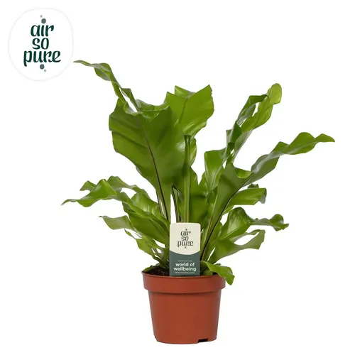 Asplenium Nidus - Air So Pure črepník 12 cm