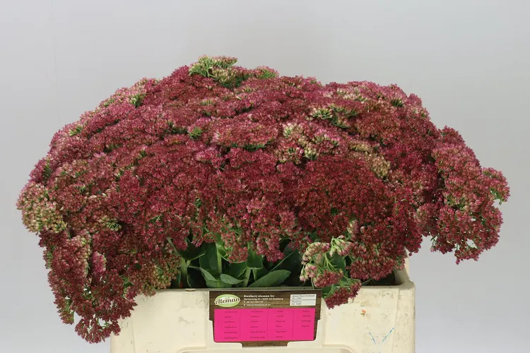 Sedum Herbstfreud 55 cm