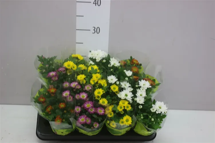 Chrysanth Swifty Gemengd črepník 8 cm