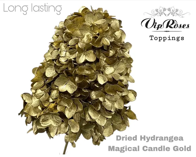 Hydrangea Magical Candle Gold, sušené 70 cm