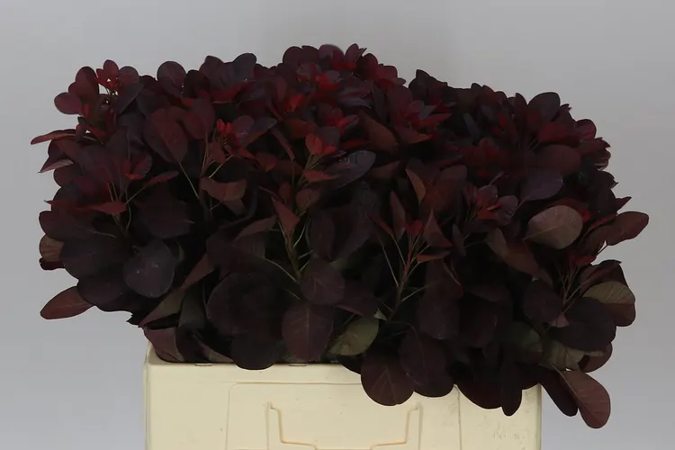 Cotinus Blad 65 cm