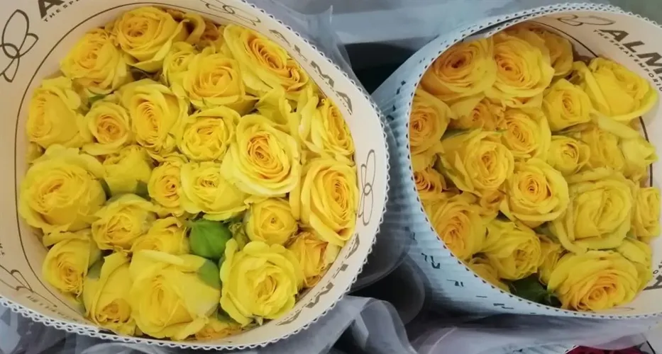 Ruža trsová Golden Blossom, Ekvádor 80 cm