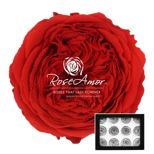 Stabilizovaná ruža Amelia ⌀ 4 cm, červená RED02