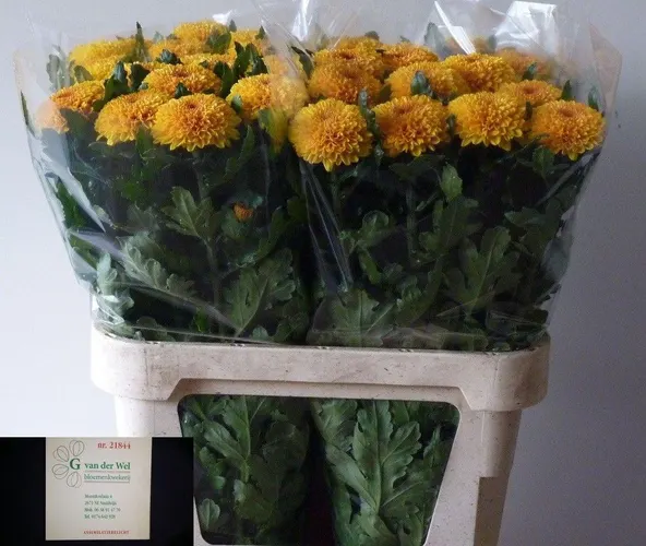 Chr G Paladov 80 cm