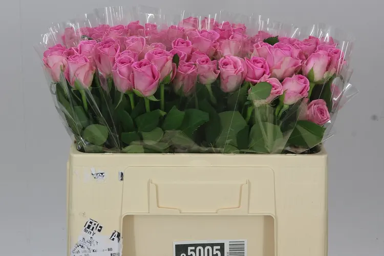 Rosa Gr Aqua Imp 50 cm