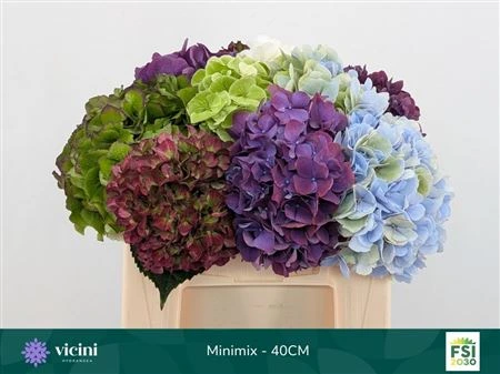 Hortenzia mix 40 cm