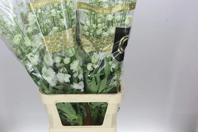 Delph El Dewi Impressive White 110 cm