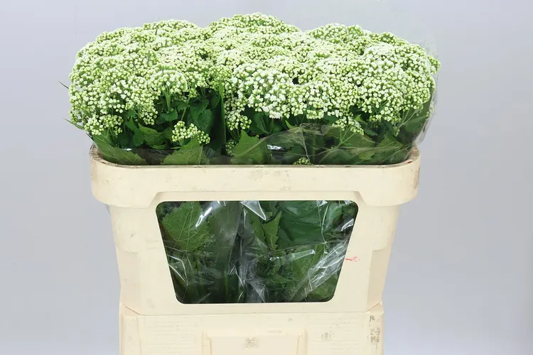 Eupatorium Ru Braunlaub 72 cm